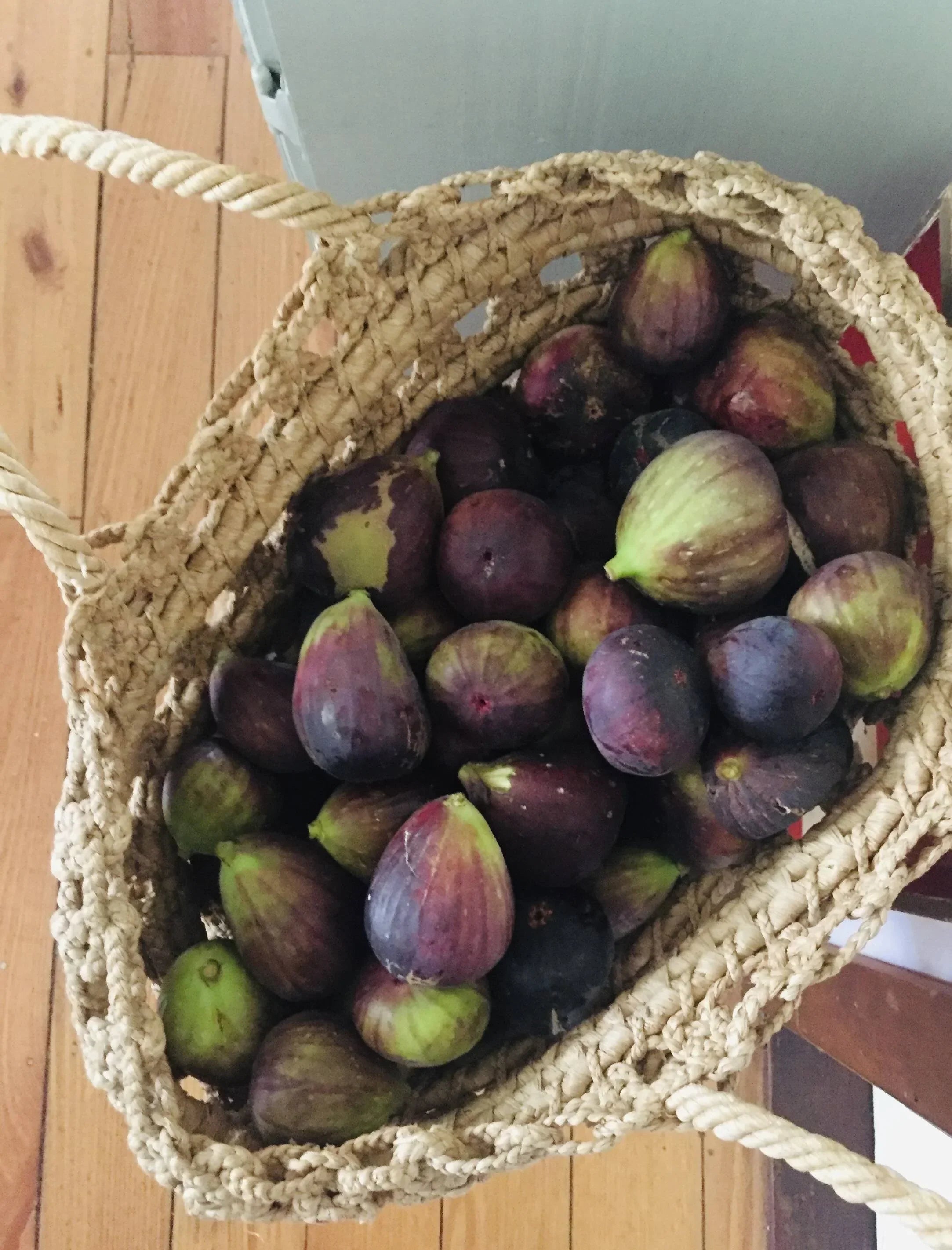 Late Summer Bounty: Melbo﻿urne’s Hidden Fig Harvest